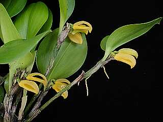 ORCHIDEES DU FENOUILLEDES