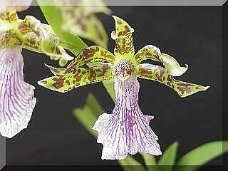 ORCHIDEES DU FENOUILLEDES